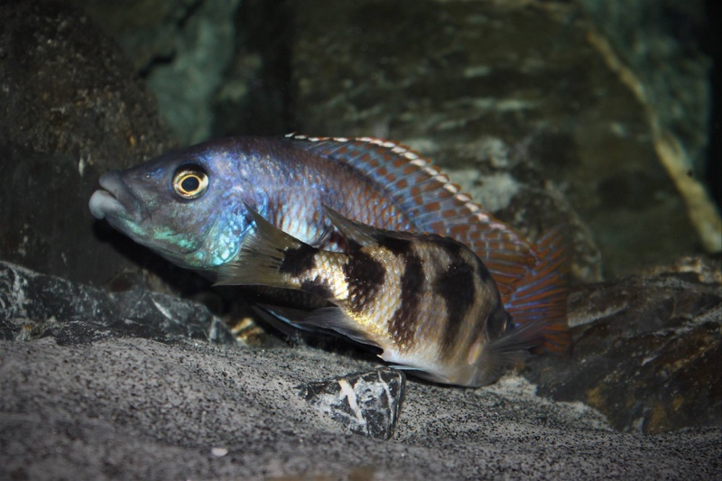 Placidochromis milomo